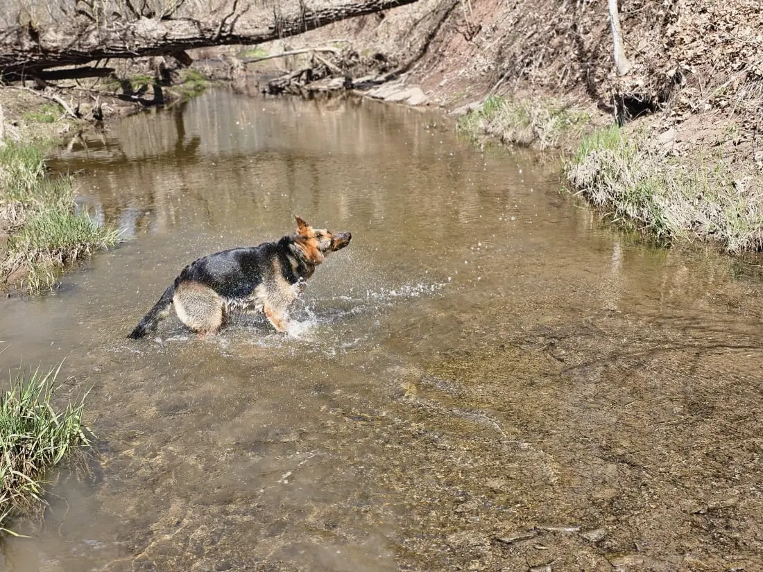 Dog Photography by Jeff Ellis