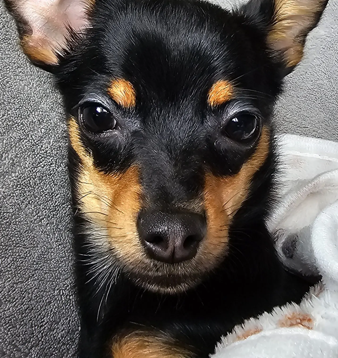 Dog Photography by Jeff Ellis