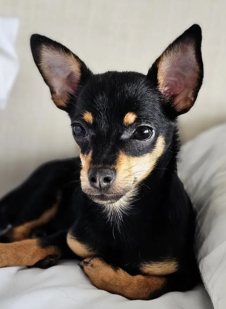 Dog Photography by Jeff Ellis