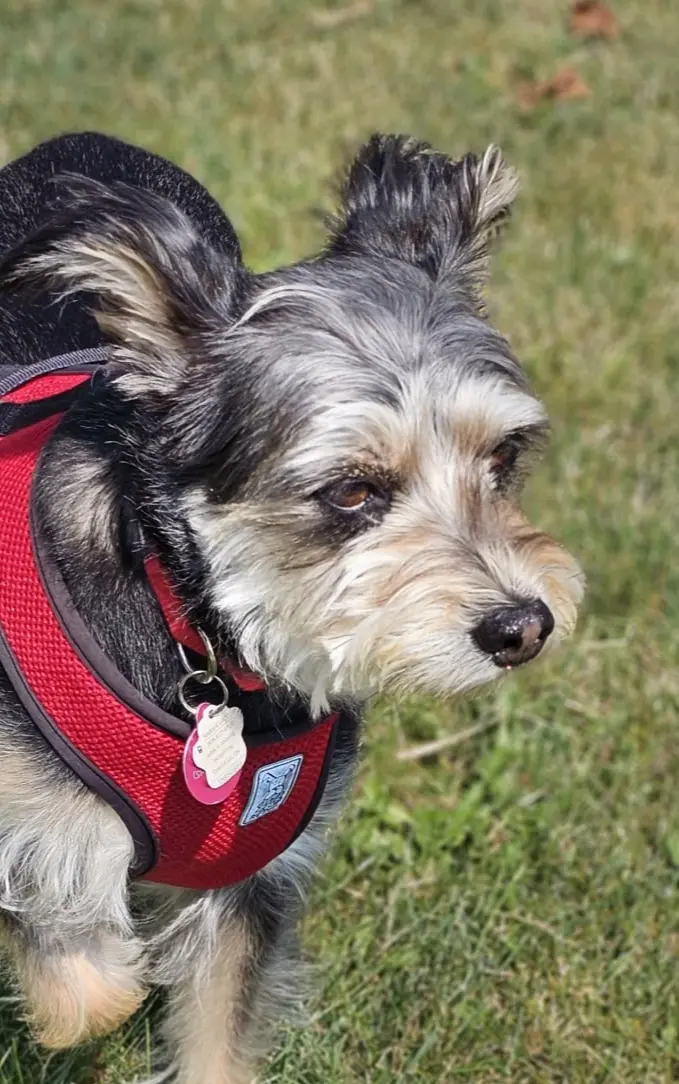 Dog Photography by Jeff Ellis