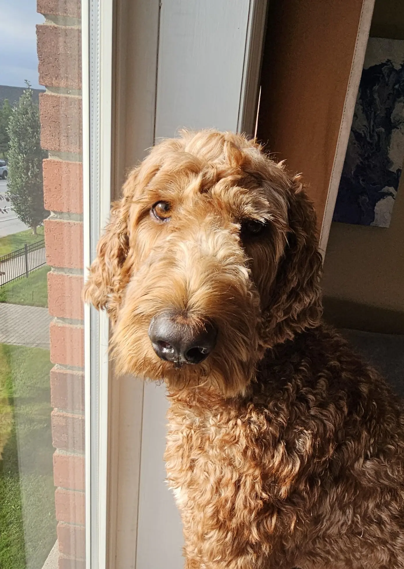 Dog Photography by Jeff Ellis