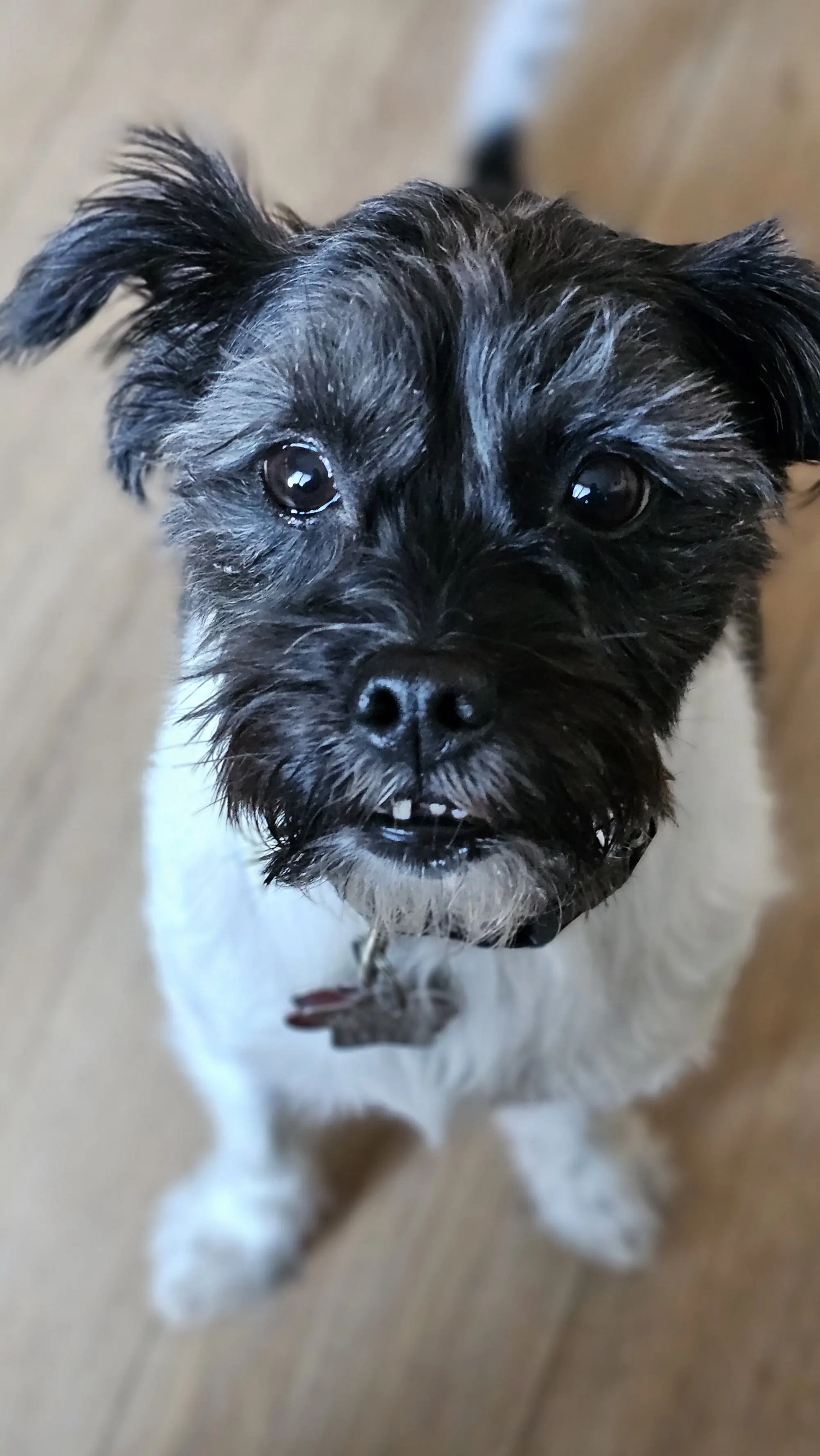 Dog Photography by Jeff Ellis