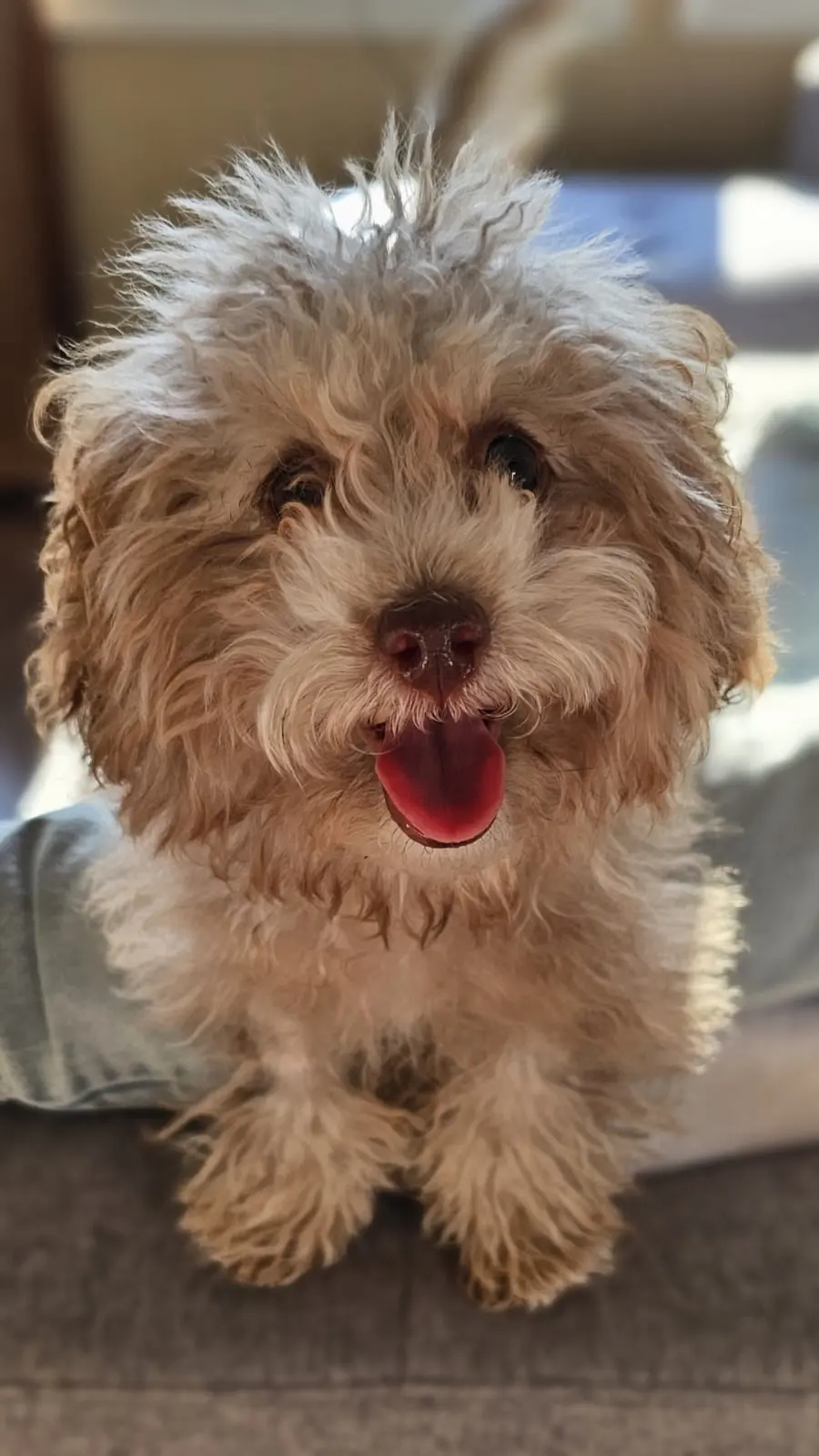 Dog Photography by Jeff Ellis